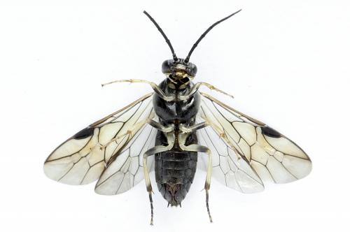 Réf. 272 796 : Pristiphora geniculata
