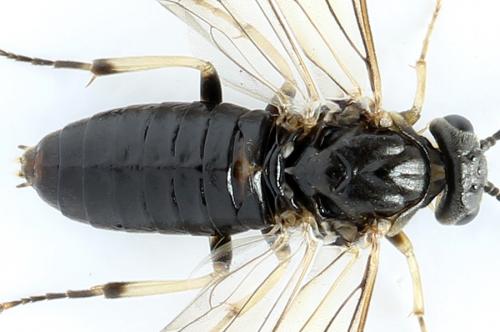 Réf. 272 797 : Pristiphora geniculata