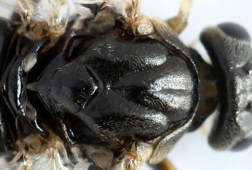 Réf. 272 798 : Pristiphora geniculata