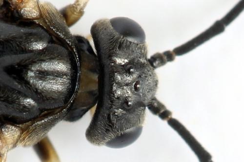 Réf. 272 799 : Pristiphora geniculata