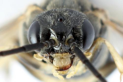 Réf. 272 801 : Pristiphora geniculata