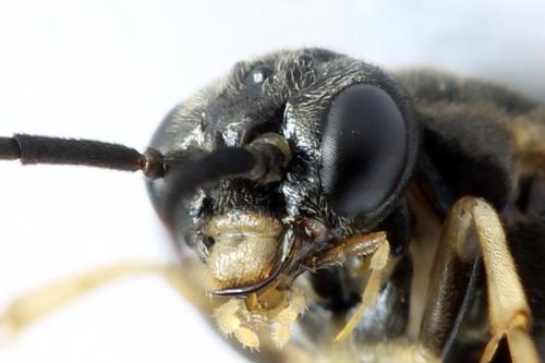 Réf. 272 802 : Pristiphora geniculata
