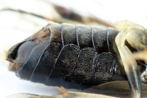 Réf. 272 803 : Pristiphora geniculata