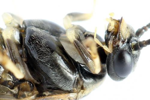 Réf. 272 805 : Pristiphora geniculata