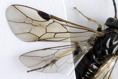 Réf. 272 806 : Pristiphora geniculata