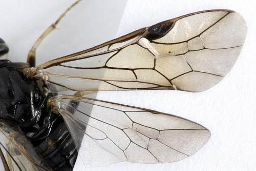 Réf. 272 807 : Pristiphora geniculata
