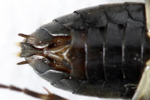 Réf. 272 808 : Pristiphora geniculata