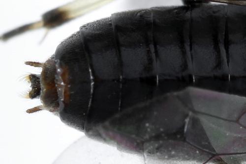 Réf. 272 809 : Pristiphora geniculata