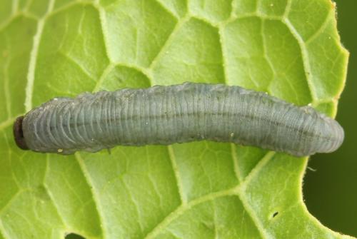 Réf. 272 819 : Athalia rosae