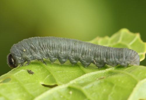 Réf. 272 818 : Athalia rosae