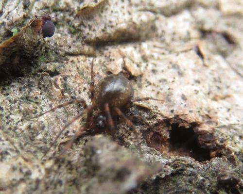 Réf. 272 915 : Lepthyphantes minutus