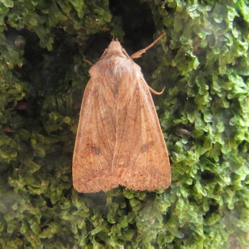 Agrochola circellaris