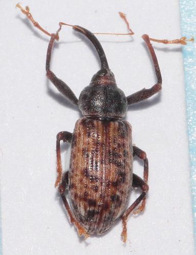 Réf. 272 364 : Dorytomus longimanus