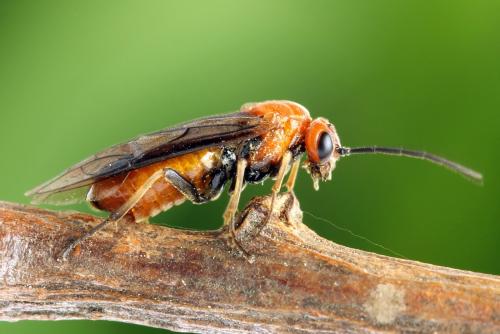 Hemichroa crocea