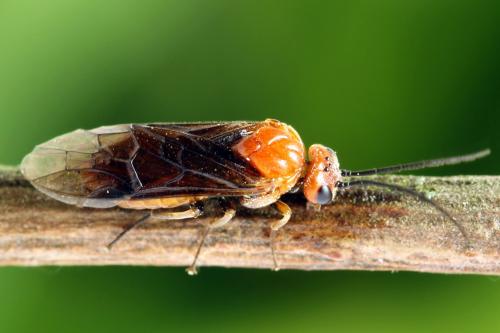 Réf. 272 093 : Hemichroa crocea