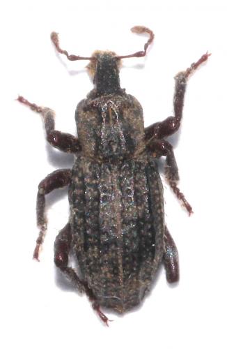 Réf. 272 989 : Entomoderus sp.
