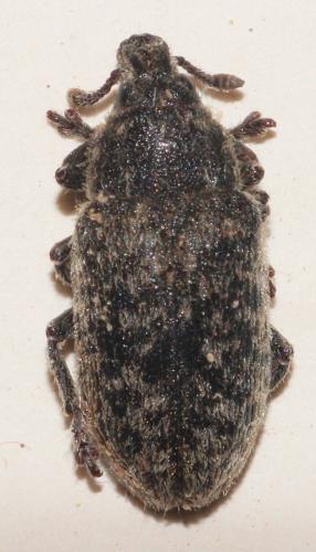 Réf. 272 400 : Rhinocyllus conicus