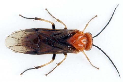 Réf. 272 094 : Hemichroa crocea