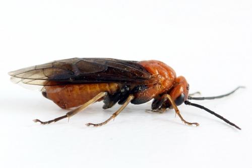 Réf. 272 095 : Hemichroa crocea