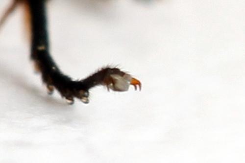 Hemichroa crocea