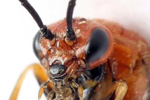 Réf. 272 099 : Hemichroa crocea