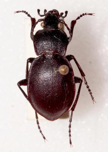 Carabus convexus