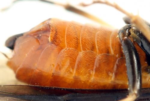 Hemichroa crocea
