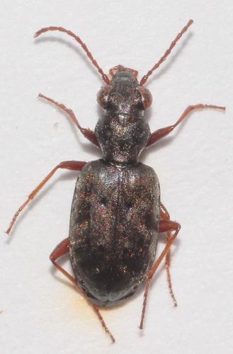 Réf. 272 934 : Asaphidion rossii