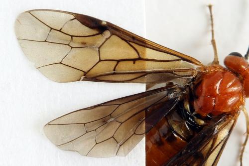 Réf. 272 102 : Hemichroa crocea