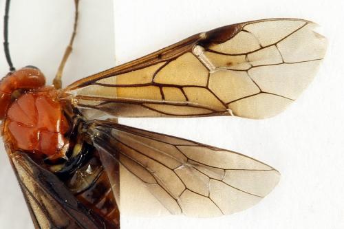 Réf. 272 103 : Hemichroa crocea