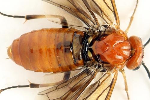 Réf. 272 104 : Hemichroa crocea