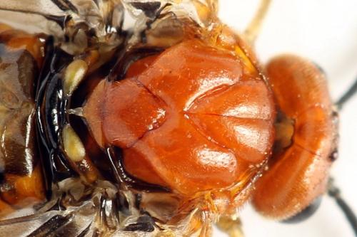 Réf. 272 105 : Hemichroa crocea