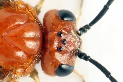 Réf. 272 106 : Hemichroa crocea
