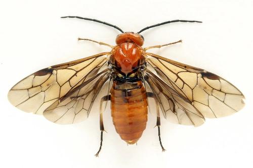 Réf. 272 109 : Hemichroa crocea