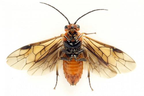Hemichroa crocea