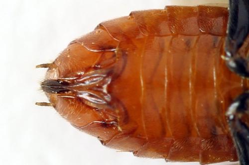 Réf. 272 108 : Hemichroa crocea