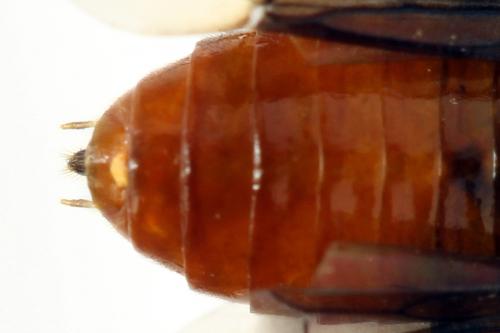 Réf. 272 107 : Hemichroa crocea