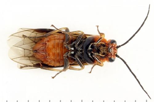 Hemichroa crocea