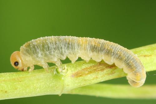 Réf. 272 352 : Zonuledo amoena