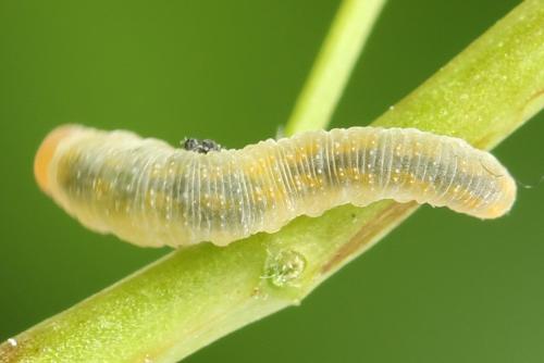 Réf. 272 353 : Zonuledo amoena