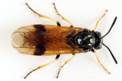 Réf. 272 173 : Arge dimidiata