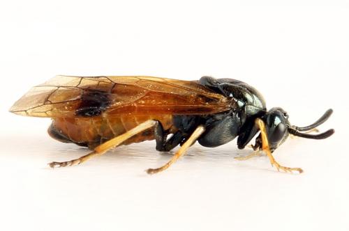 Arge dimidiata