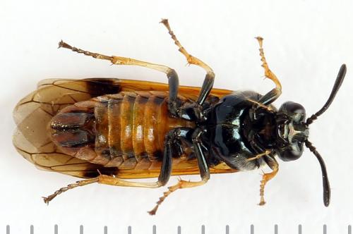 Réf. 272 175 : Arge dimidiata