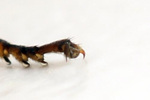 Arge dimidiata