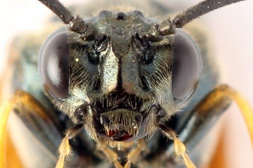 Réf. 272 177 : Arge dimidiata