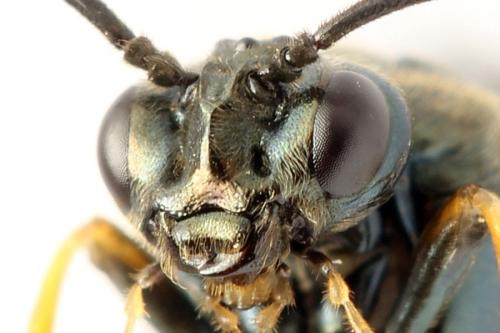 Arge dimidiata