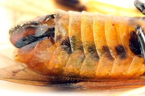 Réf. 272 179 : Arge dimidiata