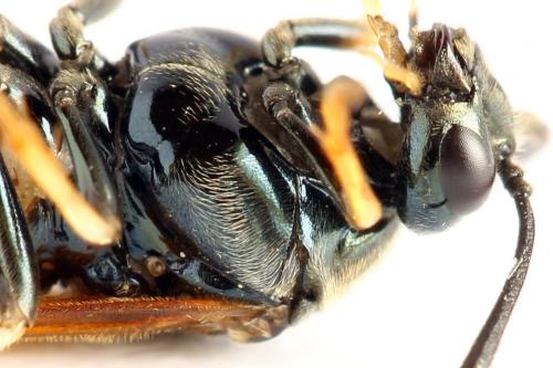 Réf. 272 180 : Arge dimidiata