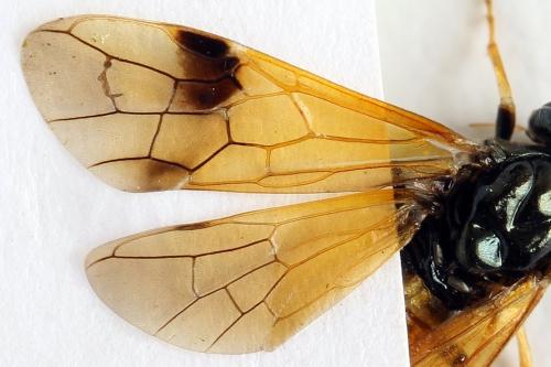 Réf. 272 181 : Arge dimidiata