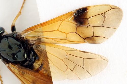 Arge dimidiata